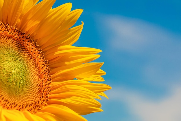 Grande fiore di girasole giallo brillante sullo sfondo del cielo blu