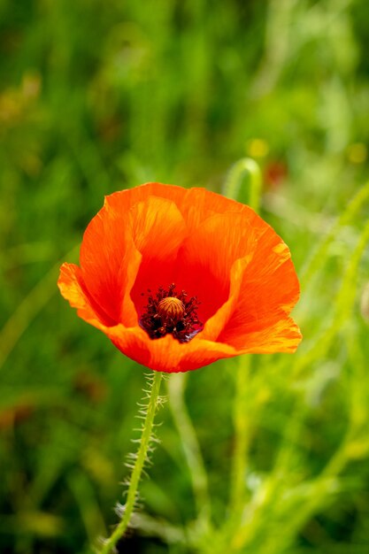 Grande fiore di papavero rosso sullo sfondo dell'erba verde