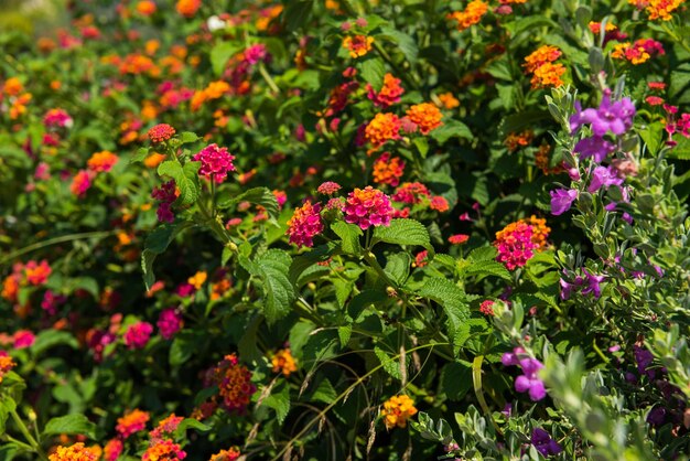 grande fiore e pianta di salvia mediterranea Lantana camara