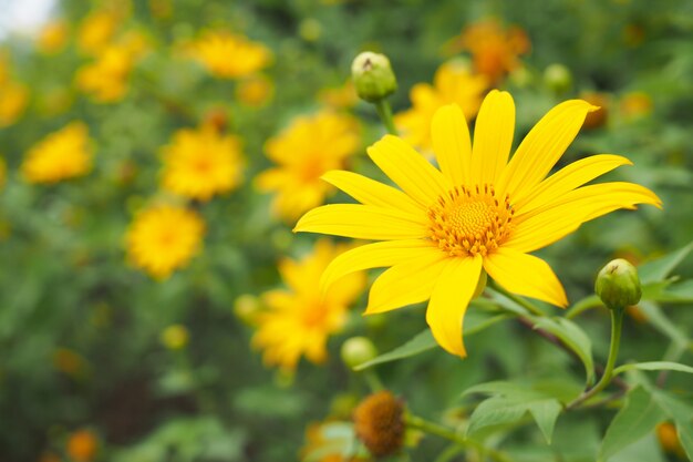 Grande fiore giallo dell&#39;universo in giardino floreale.