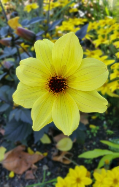 Grande fiore giallo in giardino