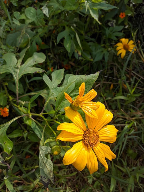 grande fiore giallo in natura