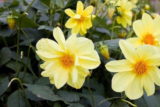 Grande fiore giallo tra il primo piano delle foglie verdi