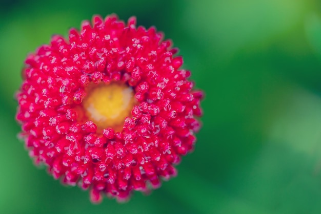 Grande fiore rosa su sfondo verde scuro