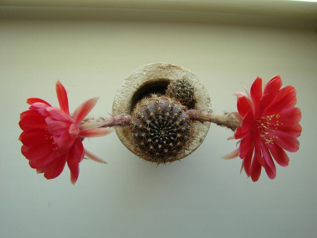 Grande fiore rosso sul cactus riccio in una pentola Due fiori che sbocciano contemporaneamente pianta spinosa