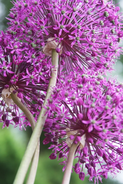 Grande fiore viola, fine sull'immagine giorno di estate