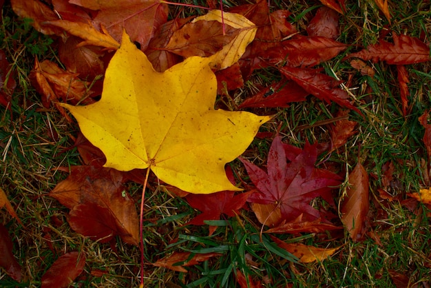 Grande foglia di acero gialla sul terreno in autunno