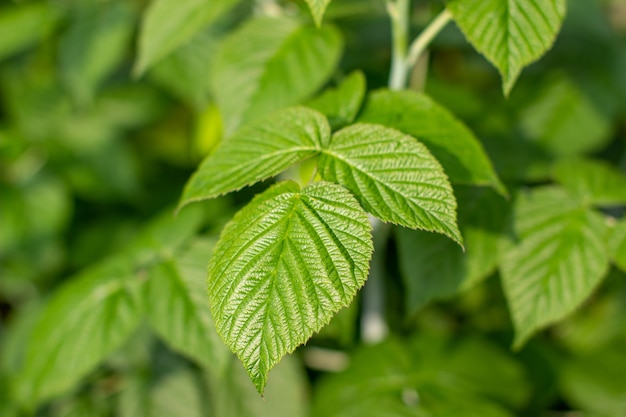 Grande foglia verde del lampone nel giardino