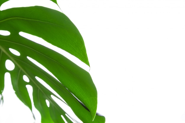 Grande foglia verde della pianta di Monstera su bianco