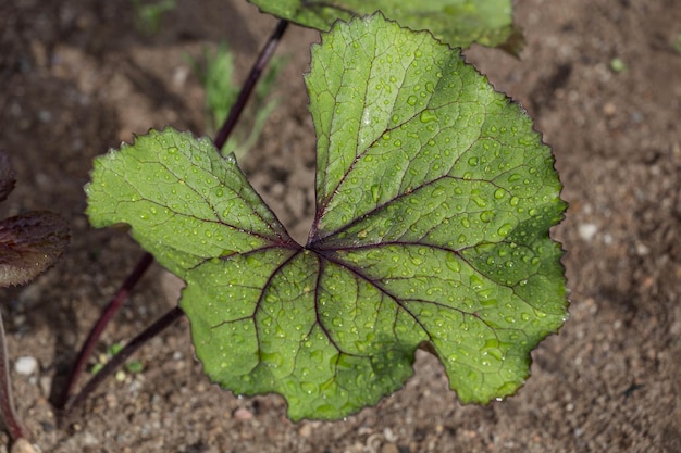 Grande foglia verde dopo la pioggia