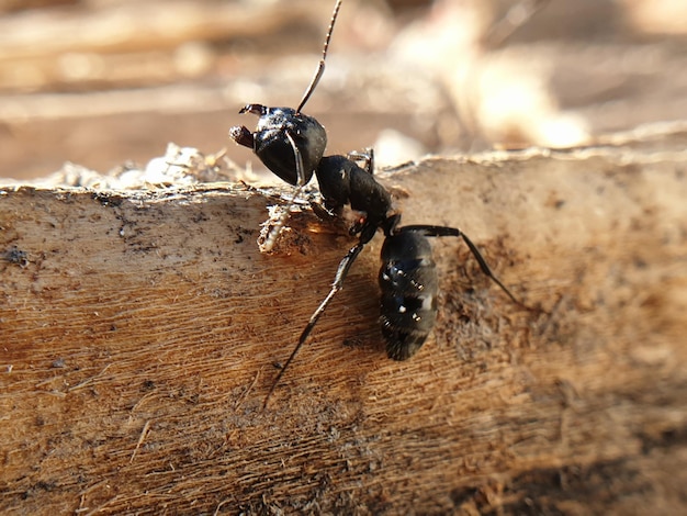 Grande formica nera che striscia su un albero di insetti macroshoot