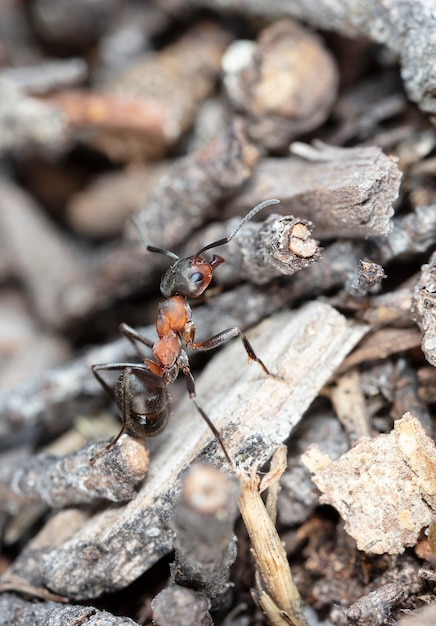 grande formica rossa della foresta nell'habitat naturale