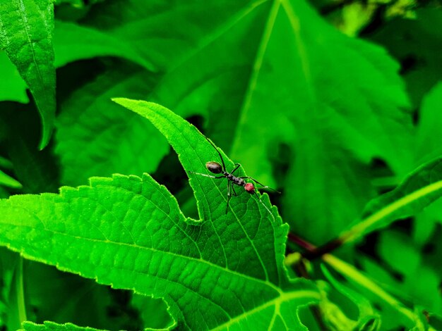 Grande formica sullo sfondo verde foglia bellissima natura