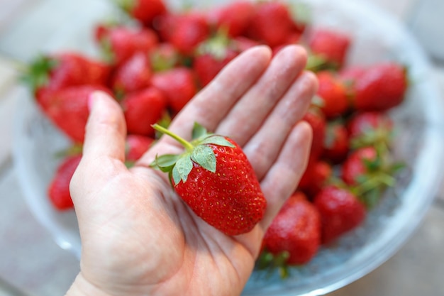 Grande fragola rossa nella mano della ragazza delle ragazze che tiene fragola organica naturale