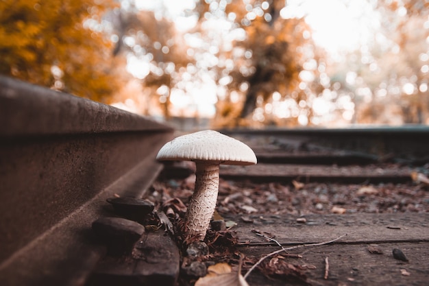 Grande fungo bianco che cresce tra tronchi di legno ferroviari in colori autunnali.