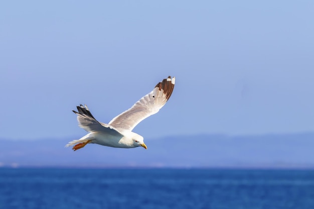 Grande gabbiano col dorso nero in volo sul mare