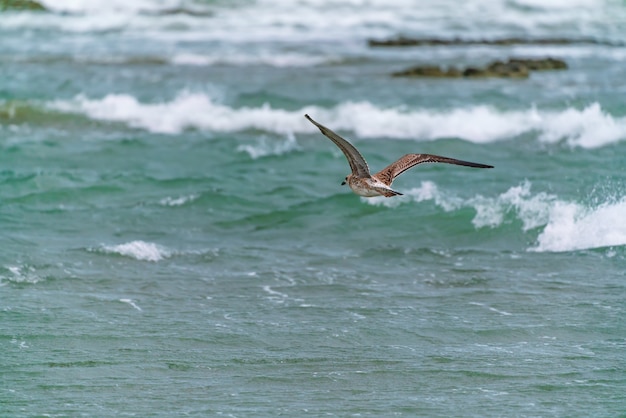 Grande gabbiano in volo