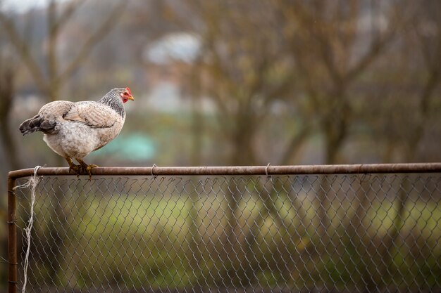 Grande gallina piacevole bianca e nera sul recinto di filo metallico il giorno soleggiato luminoso su paesaggio rurale variopinto vago