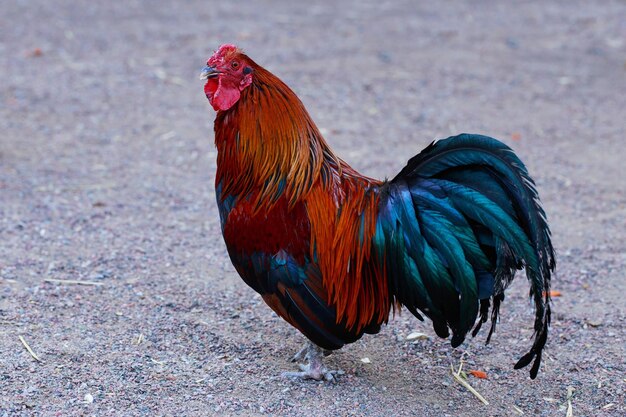 Grande gallo colorato