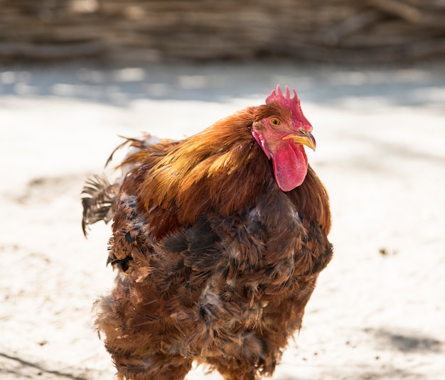 Grande gallo marrone in una giornata estiva