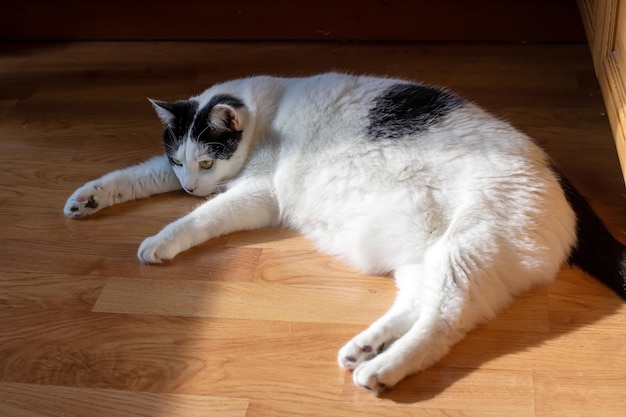 Grande gatto bianco grasso sdraiato sul pavimento al sole