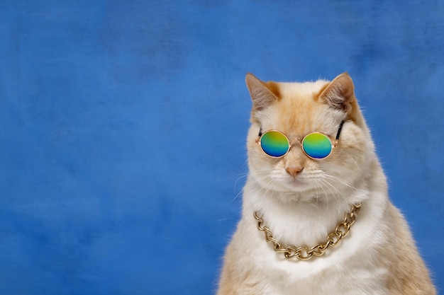 Grande gatto con gli occhiali da sole e una catena d'oro al collo su uno sfondo blu