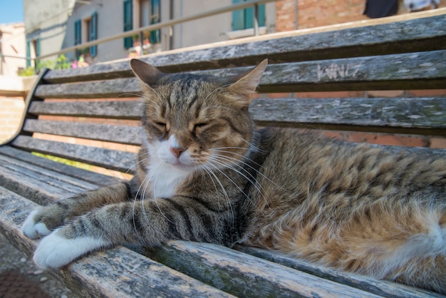 Grande gatto di soriano che si siede sul banco soleggiato a Santarcangelo Italia Europa