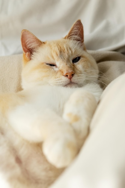 Grande gatto grasso pigro bianco dagli occhi azzurri che si crogiola sul letto allungando beatamente le lunghe zampe in avanti