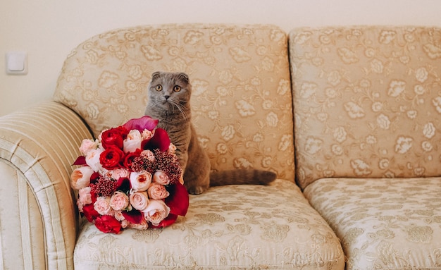 Grande gatto grigio sul divano mazzo di rose fiori