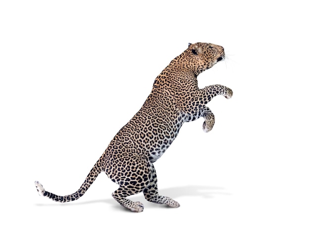 Grande gatto leopardo che salta isolato su bianco