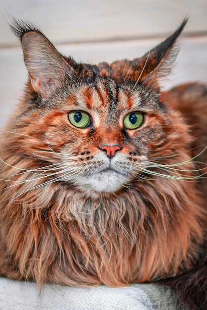Grande gatto maine coon Ritratto soffice tartaruga gatto con occhi verdi sul divano Maine Coon razza europea