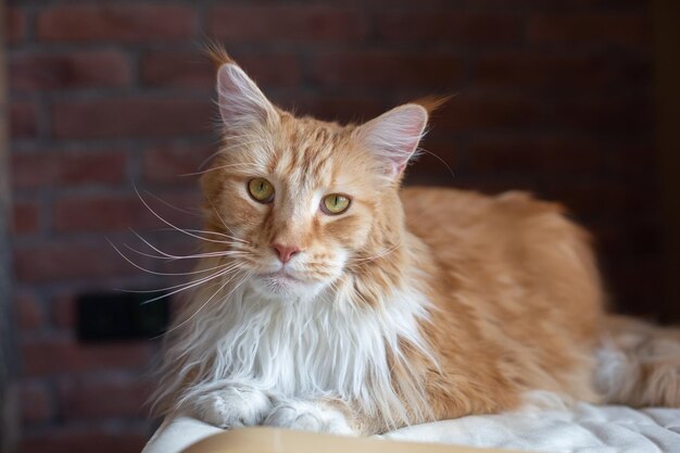 Grande gatto Maine Coon rosso e bianco Il gatto guarda nella cornice e si sdraia su un divano nella stanza del soppalco