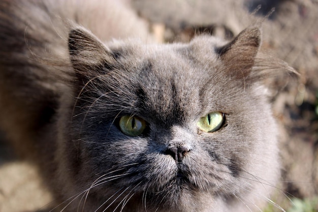 Grande gatto persiano nell'erba verde