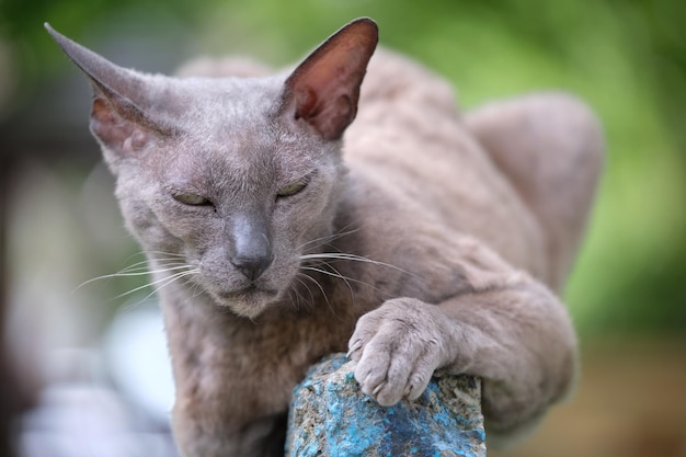 Grande gatto randagio di razza Sfinge dall'aspetto arrabbiato grigio che riposa sulla strada all'aperto in estate