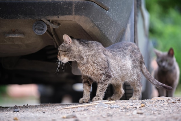 Grande gatto randagio grigio che riposa sotto l'auto parcheggiata sulla strada all'aperto in estate