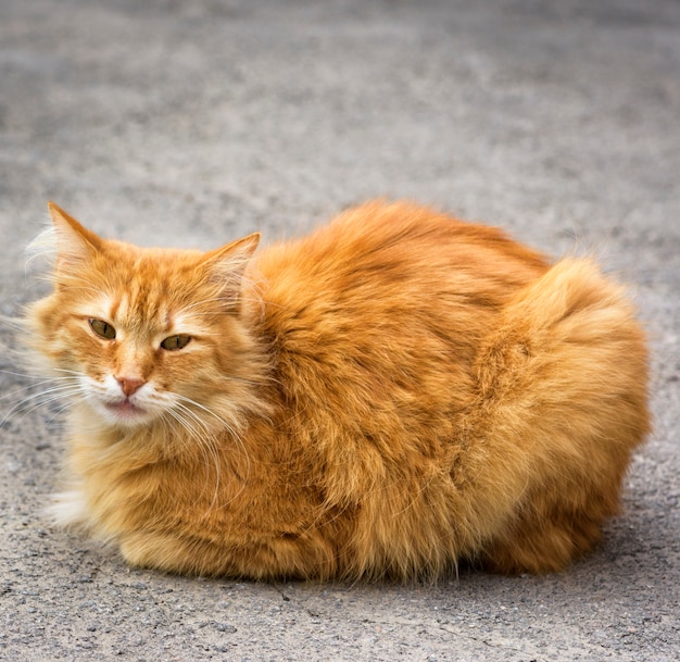 Grande gatto rosso seduto sull&#39;asfalto