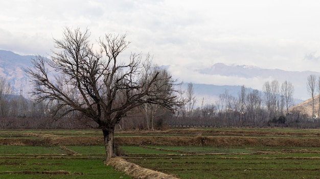 Grande gelso in mezzo ai campi in inverno