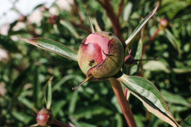 Grande germoglio rosa della fine della peonia su. Formica sul fiore.