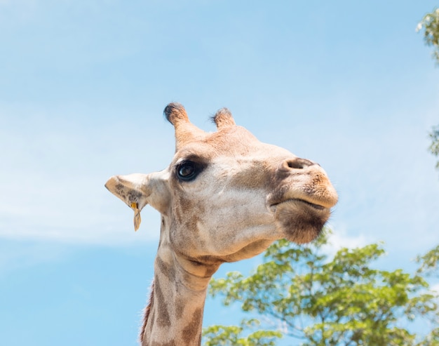 grande giraffa e bluesky