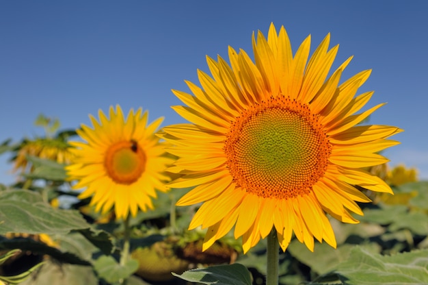 Grande girasole in un campo