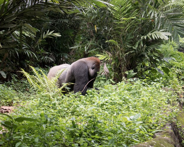 grande gorilla solitario