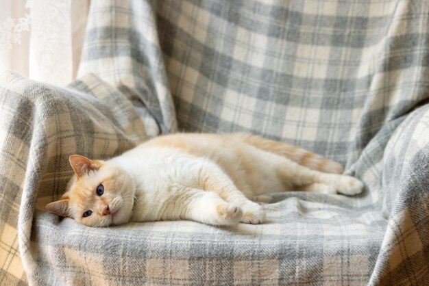 Grande grasso gatto bianco e rosso che si gode la vita sdraiato su una sedia