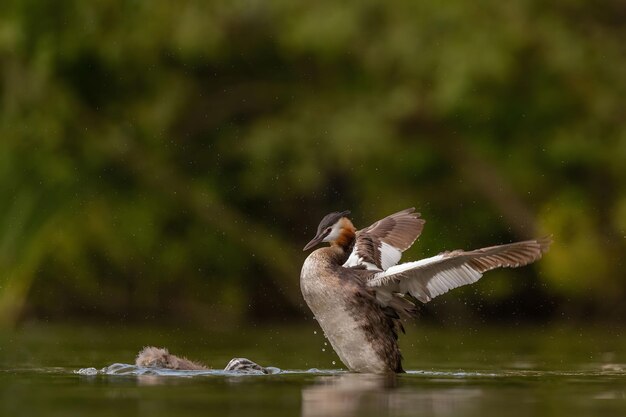 Grande Grebe a cresta che spalanca le ali per volare con la verdure sfocata e lo strato d'acqua sullo sfondoFoto di fauna selvatica