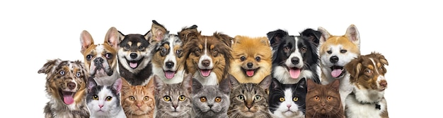 Grande gruppo di cani e gatti che guardano il banner della fotocamera isolato su bianco