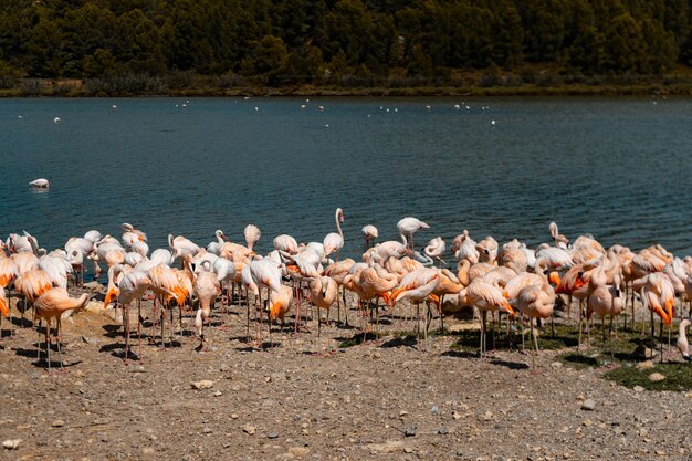 Grande gruppo di fenicotteri rosa sulla riva di un lago calmo