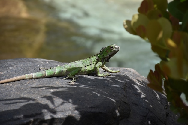 Grande iguana verde su una grande roccia nera.