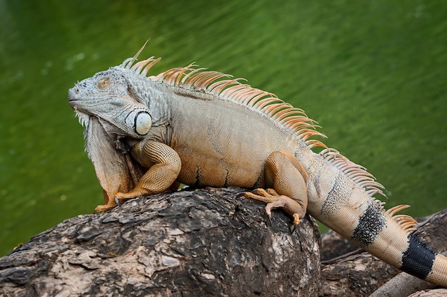 Grande iguana verde sul ramo di albero contorto.