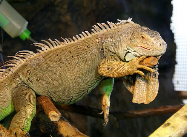 Grande iguana verde