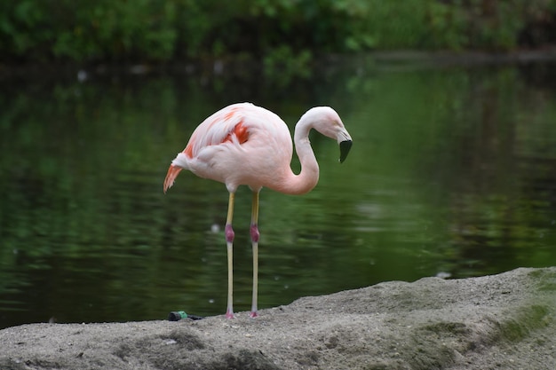 Grande immagine di un fenicottero rosa cileno