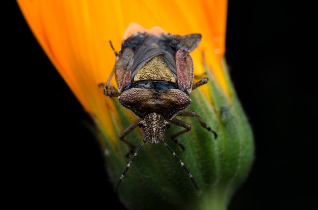 Grande insetto che si siede su un fiore giallo.